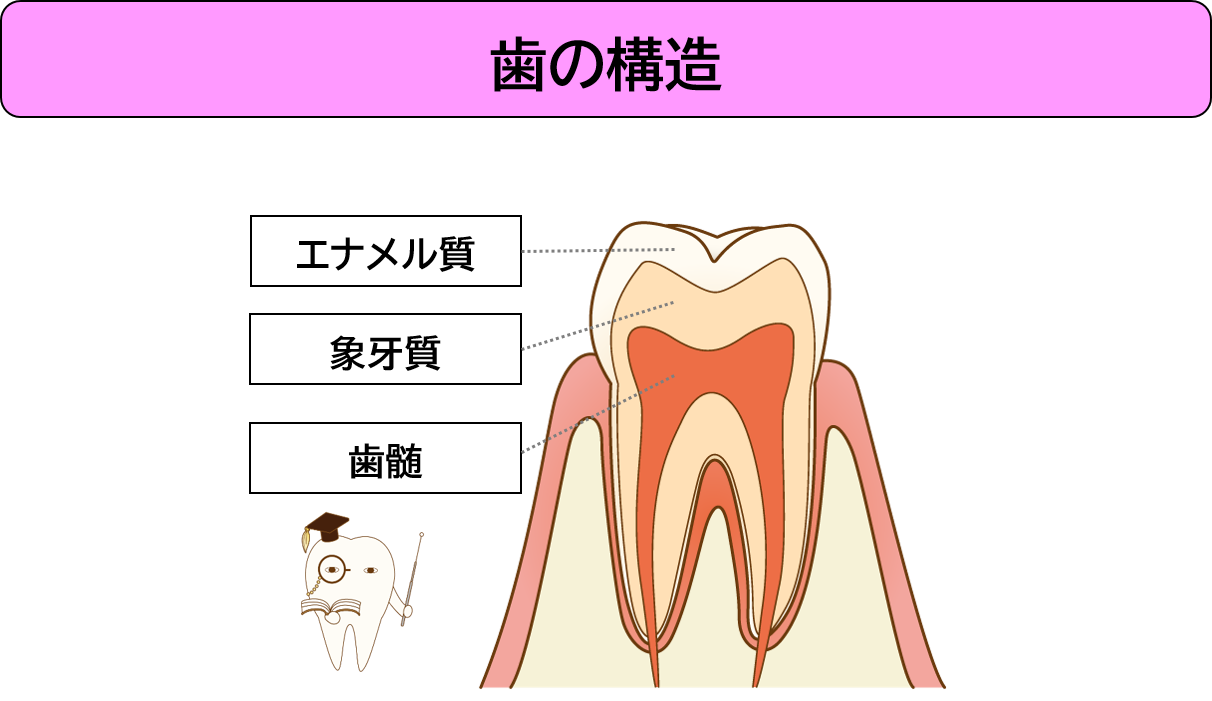 歯の構造