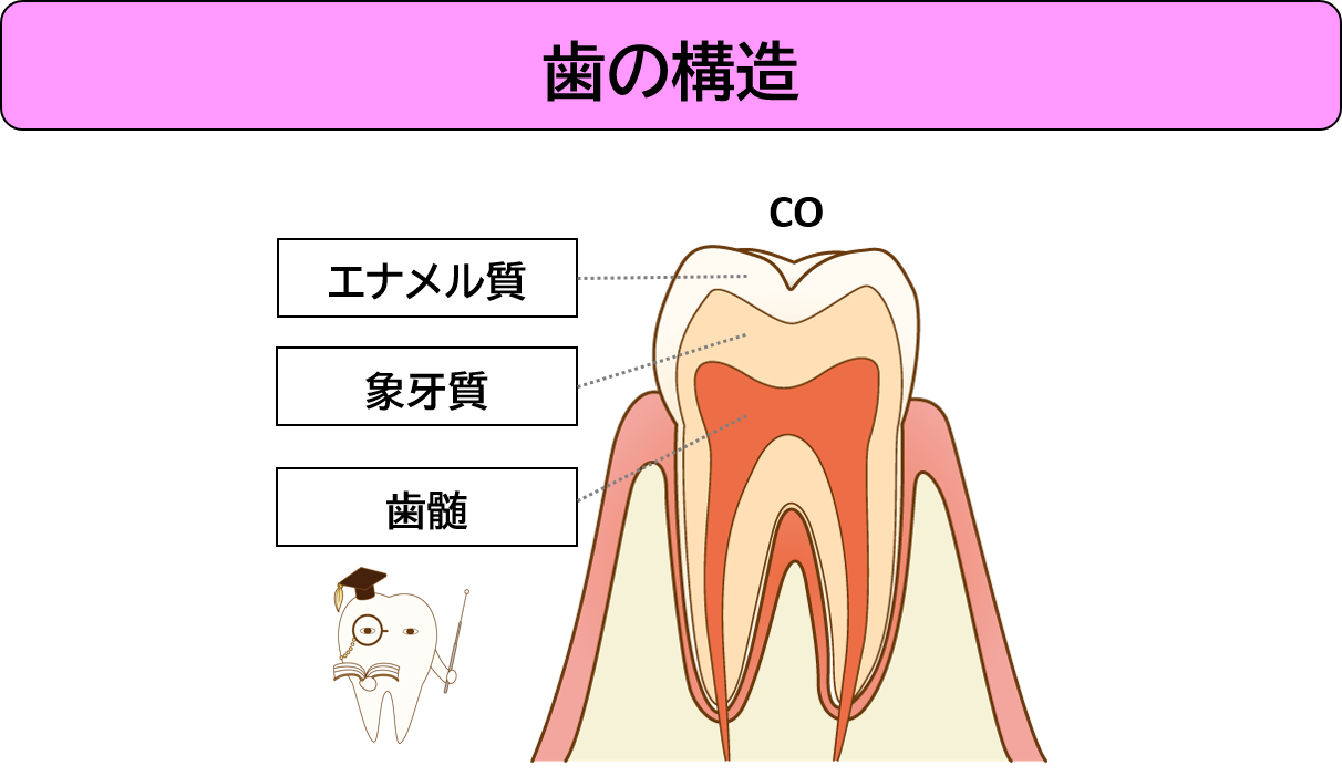 歯の構造